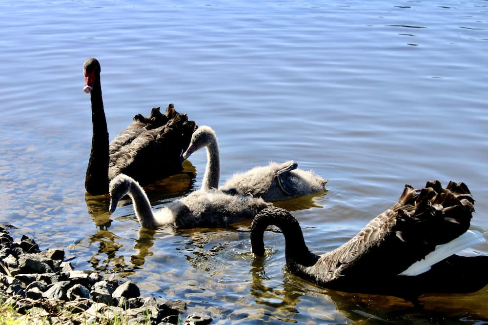 Photo of Others in Burleigh Waters