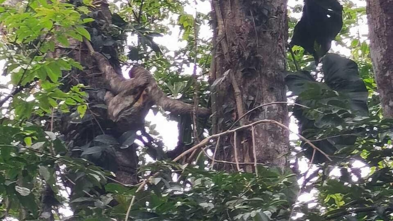 Photo of Outdoor in Puerto Viejo de Talamanca
