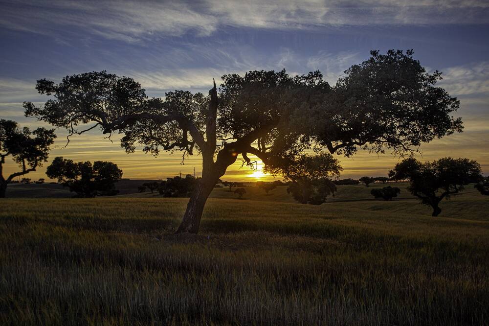 Photo of Outdoor in Albernoa