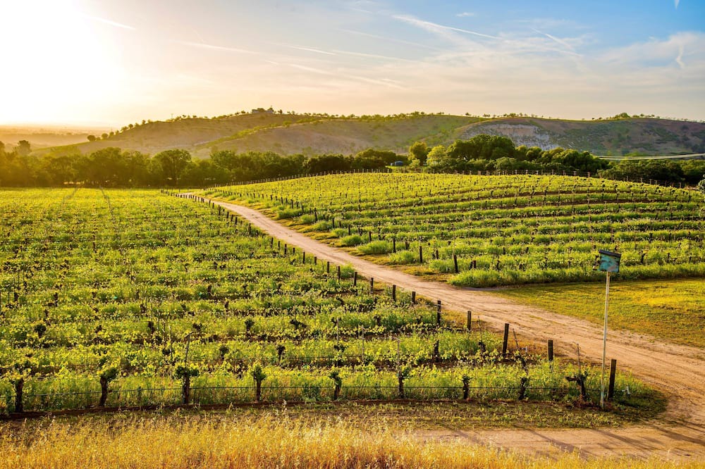 Photo of Others in Paso Robles