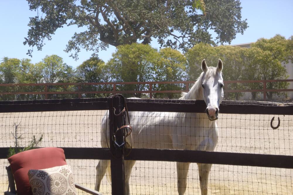 Photo of Others in Santa Ynez