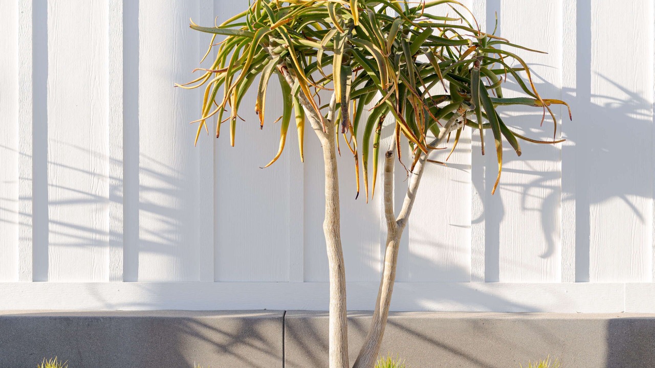 Photo of Outdoor in Cayucos