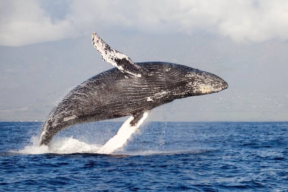 Photo of Others in Ocean Shores