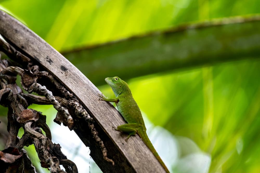 Photo of Others in Punta Uva
