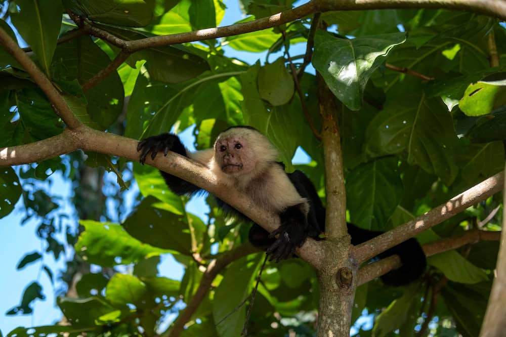 Photo of Others in Punta Uva