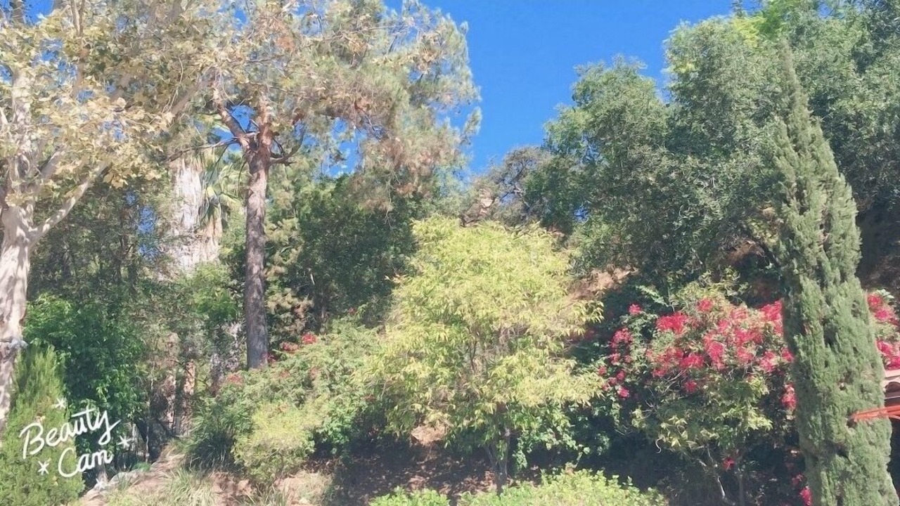 Photo of Outdoor in Mount Wilson