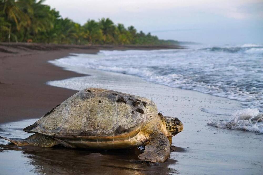 Photo of Others in Drake Bay