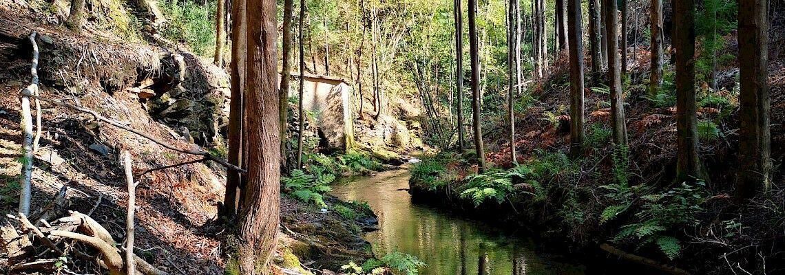 Photo of Outdoor in Sever do Vouga