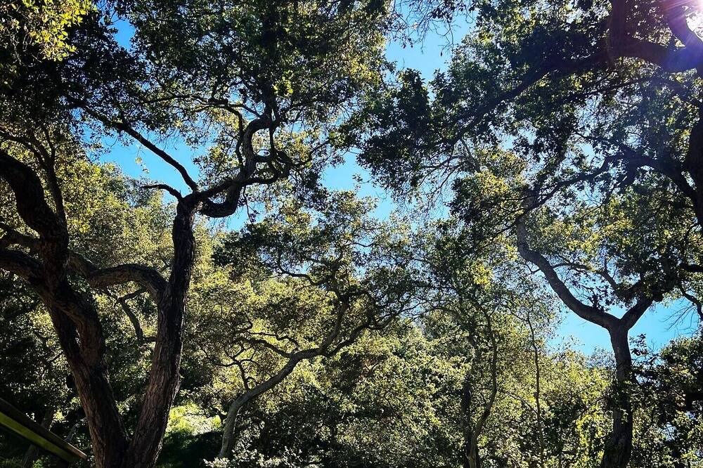 Photo of Others in Alta Mesa