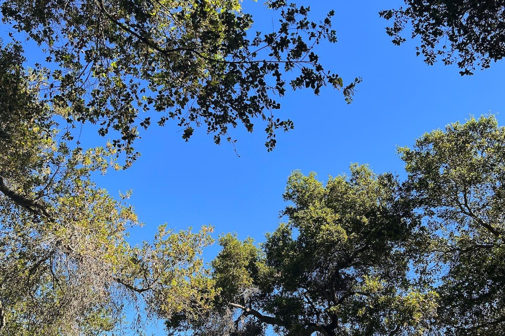 Photo of Others in Alta Mesa