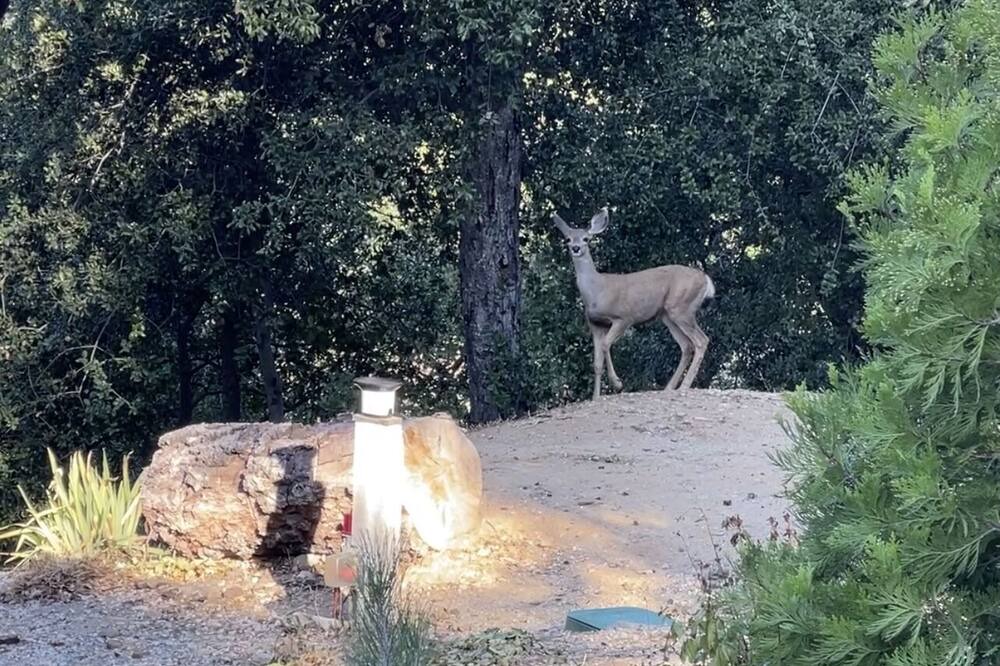 Photo of Others in Julian
