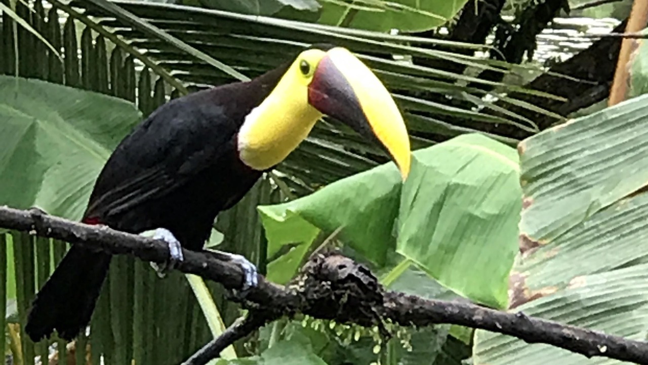 Photo of Outdoor in Cahuita