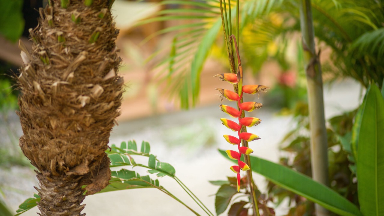 Photo of Outdoor in Playa Langosta
