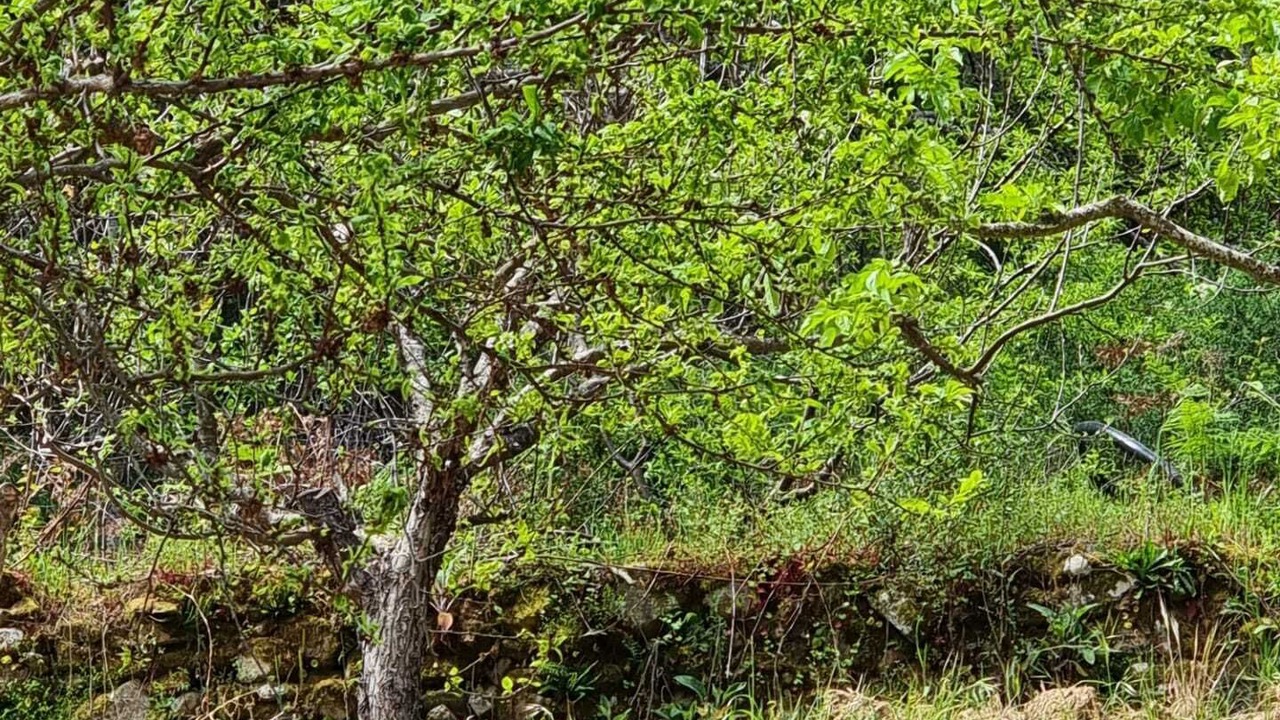 Photo of Outdoor in Manteigas
