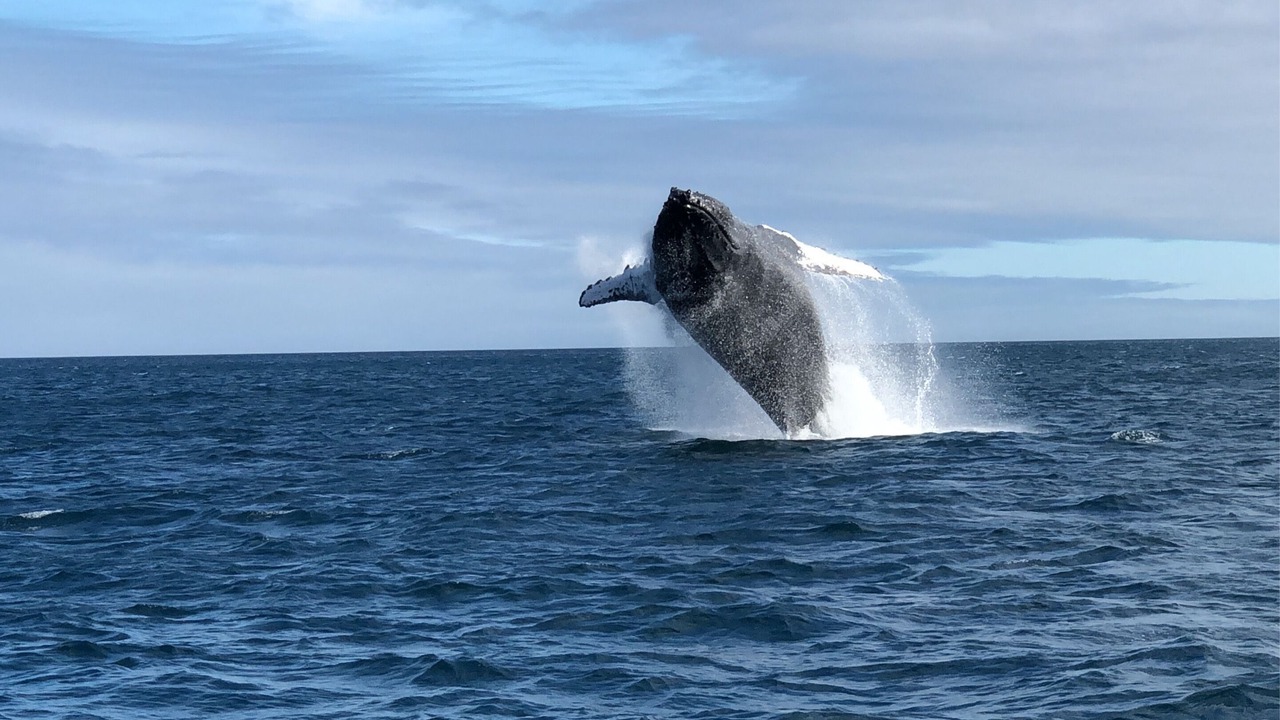 Photo of Others in Jeffreys Bay