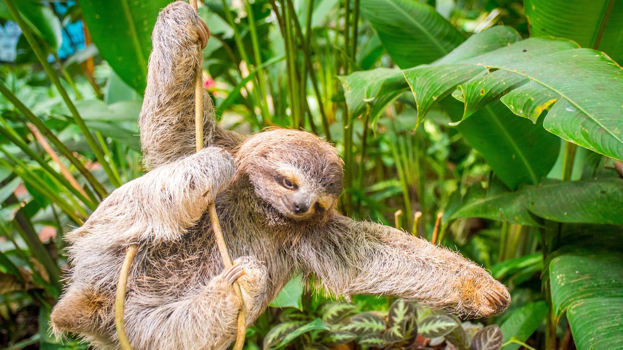 Photo of Outdoor in Cahuita