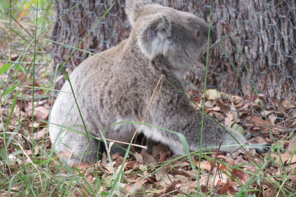 Photo of Others in Nerang