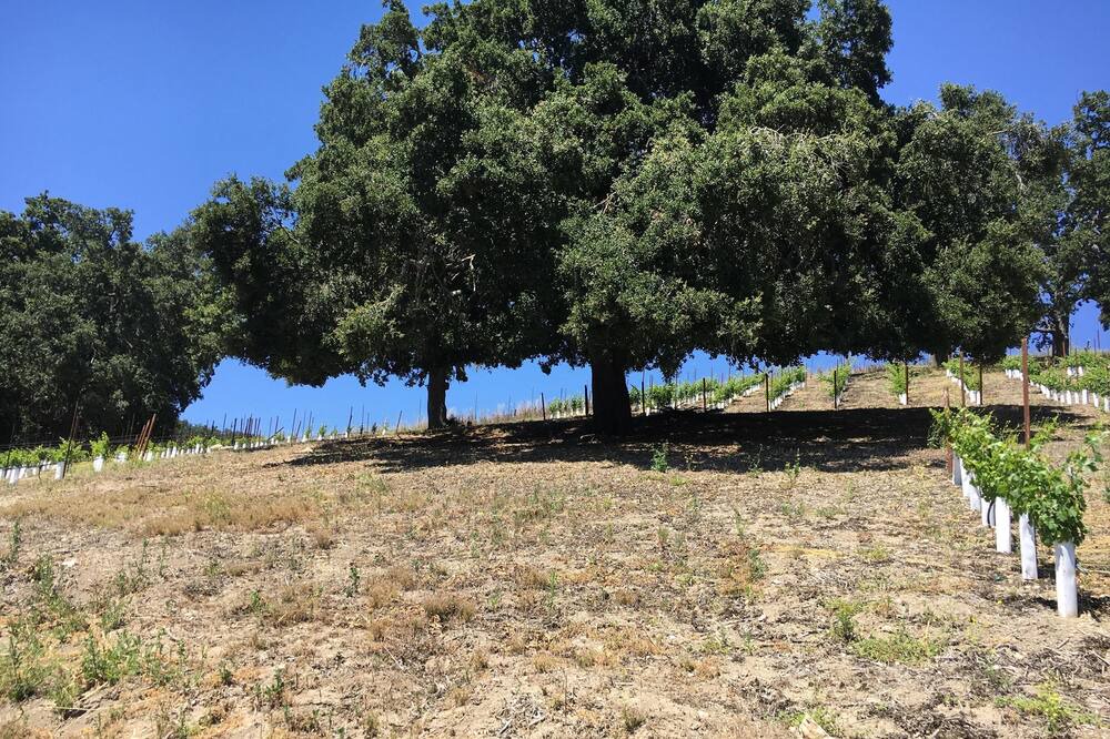 Photo of Others in Paso Robles