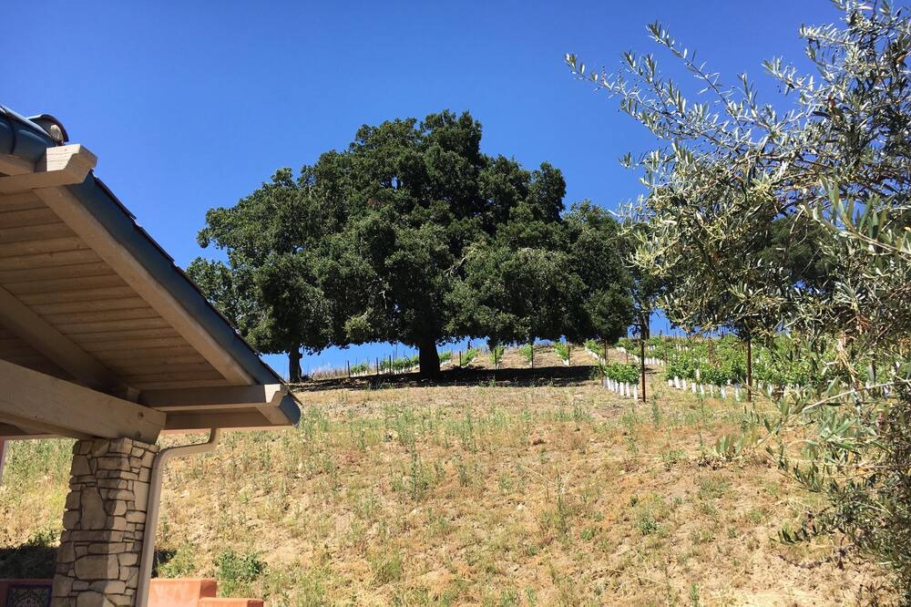 Photo of Others in Paso Robles