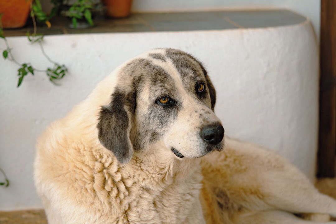Photo of Others in Portel
