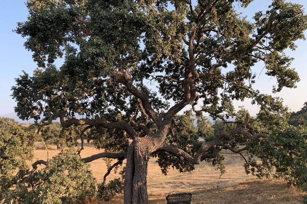 Photo of Outdoor in Santa Ynez