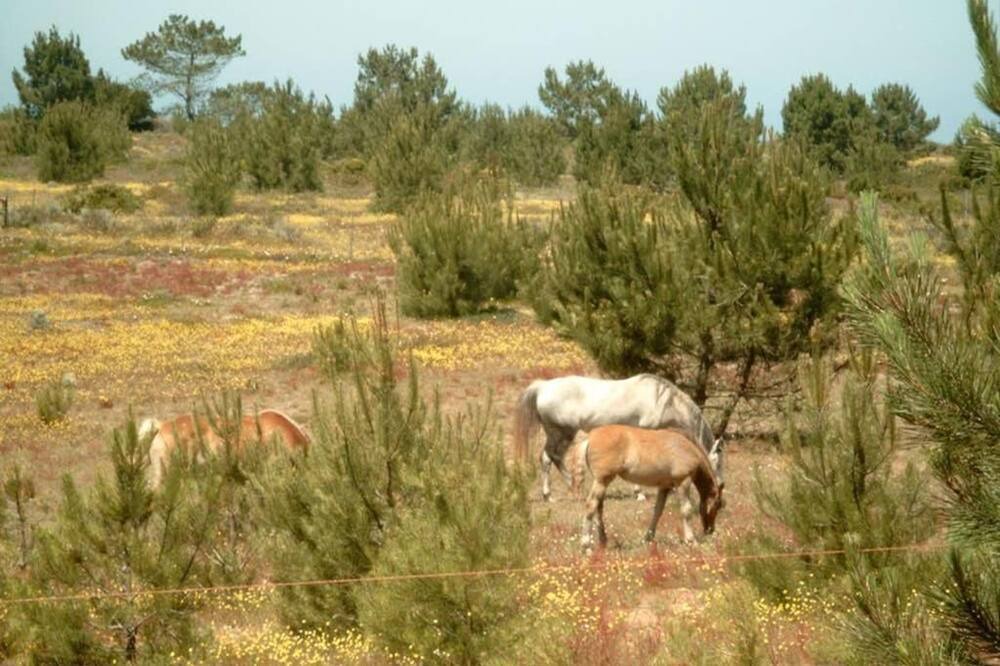 Photo of Outdoor in Odemira
