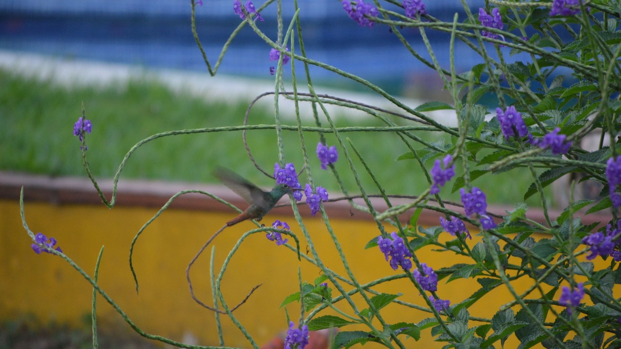 Photo of Outdoor in Uvita