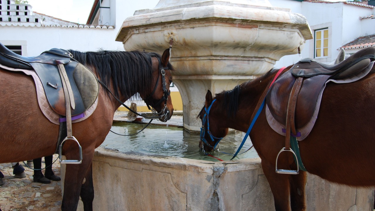 Photo of Others in Elvas