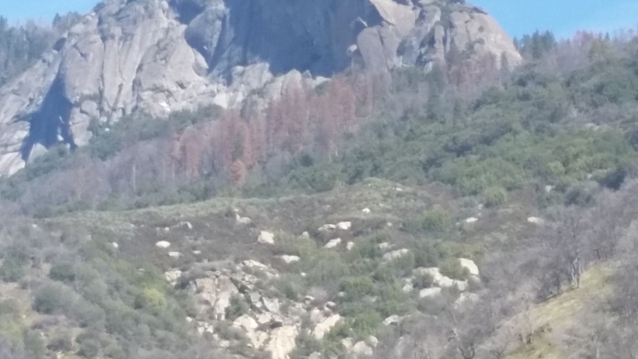 Photo of Others in Lemon Cove