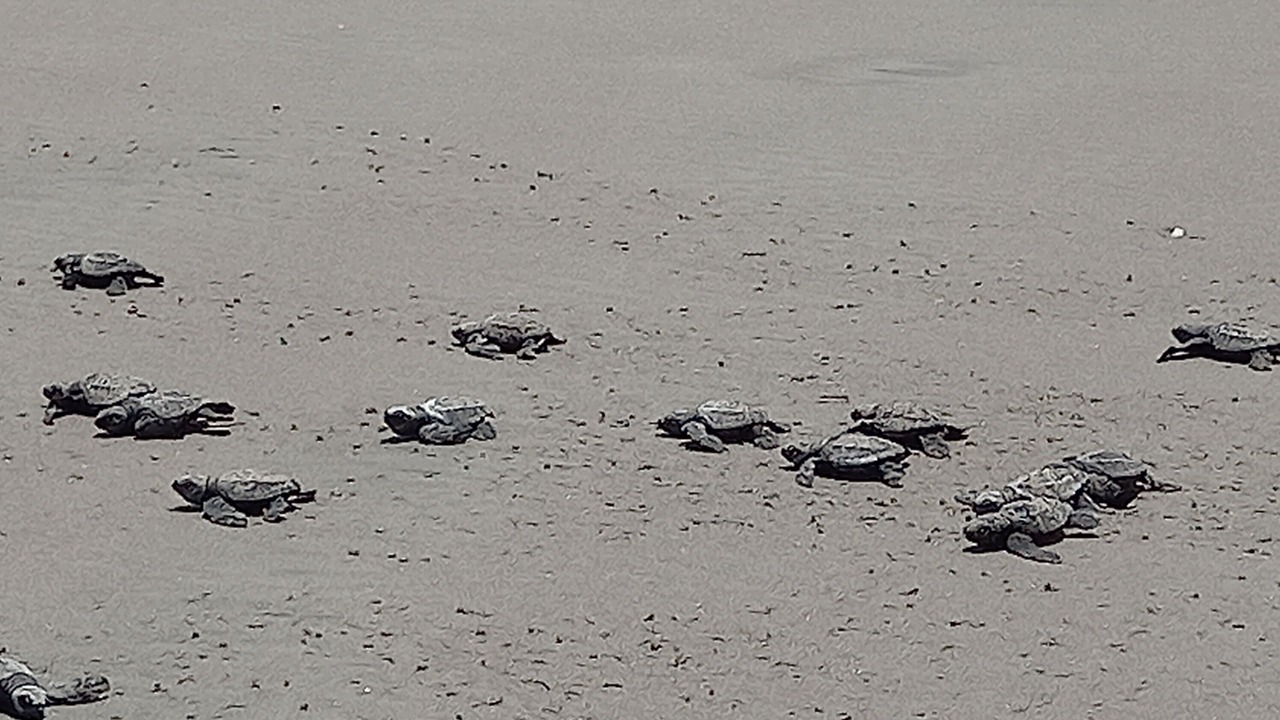 Photo of Others in Playa El Coco