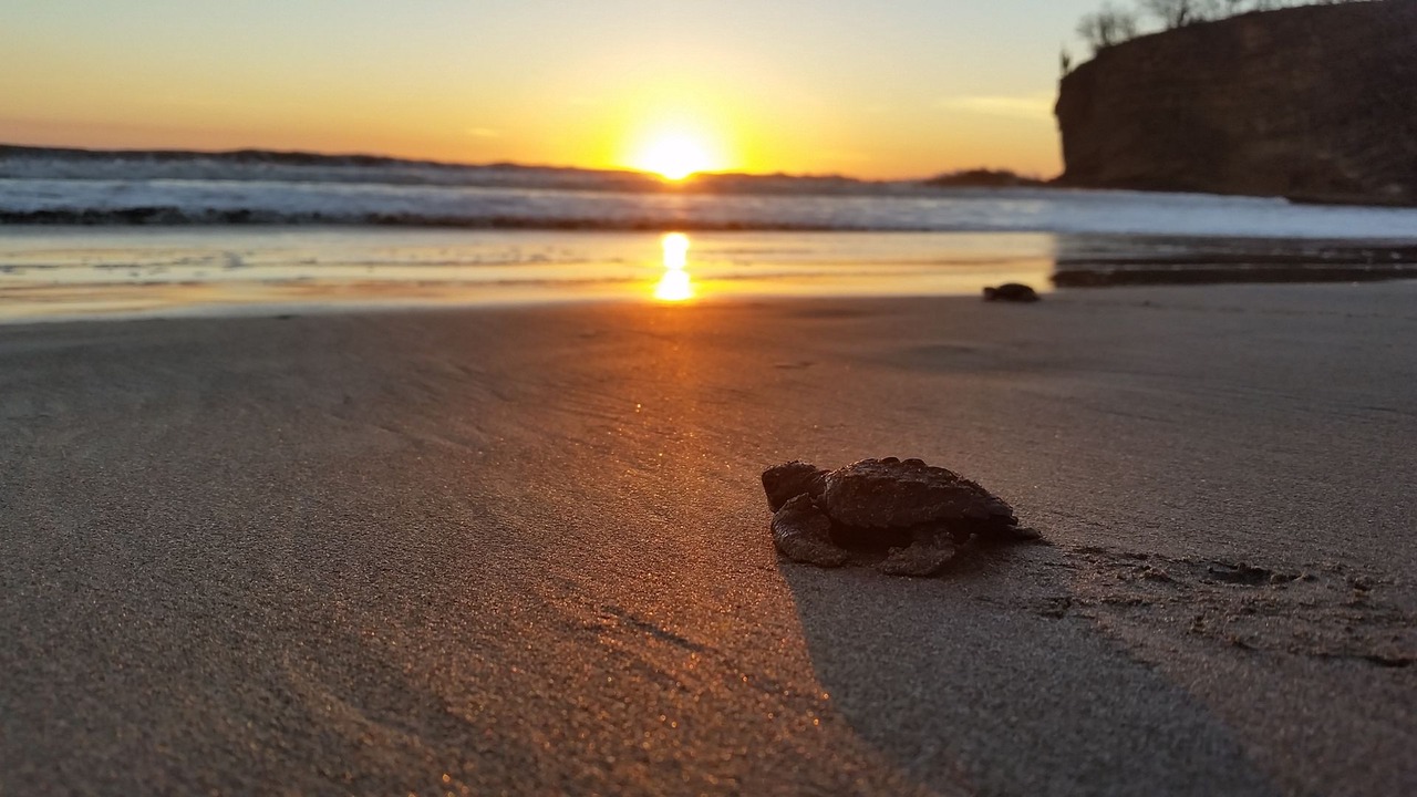 Photo of Others in Playa El Coco
