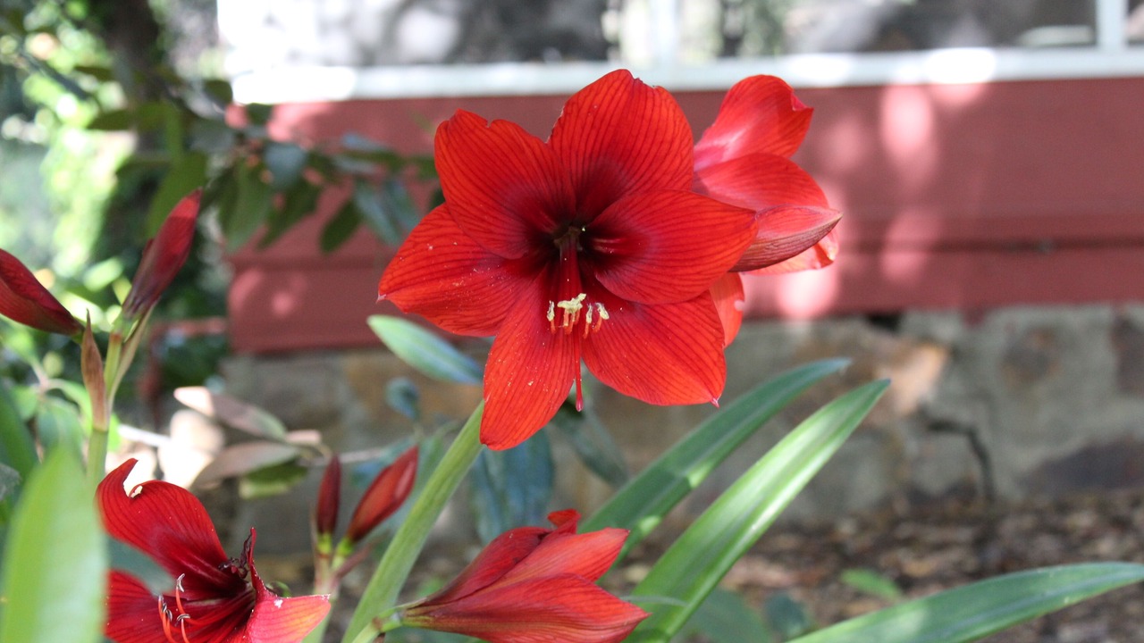 Photo of Outdoor in Kaweah