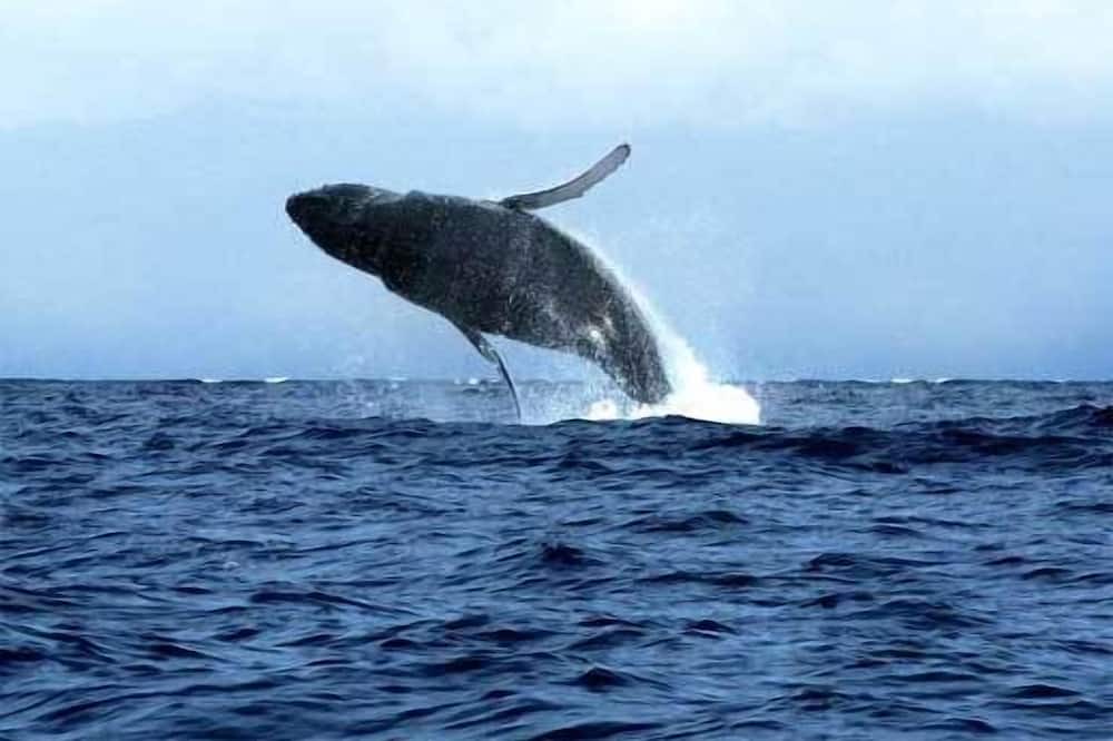 Photo of Others in Waialua
