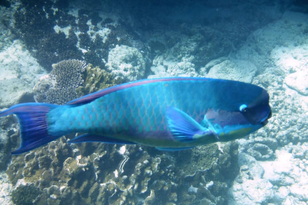 Photo of Others in Waialua