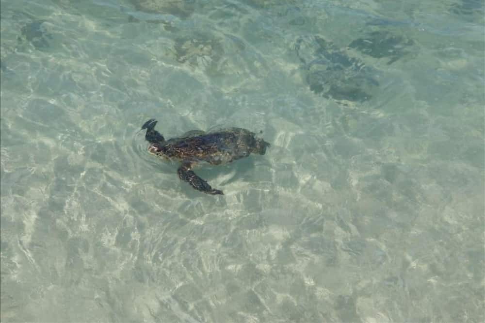 Photo of Others in Waialua