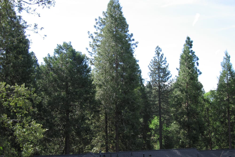 Photo of Others in Forest Meadows