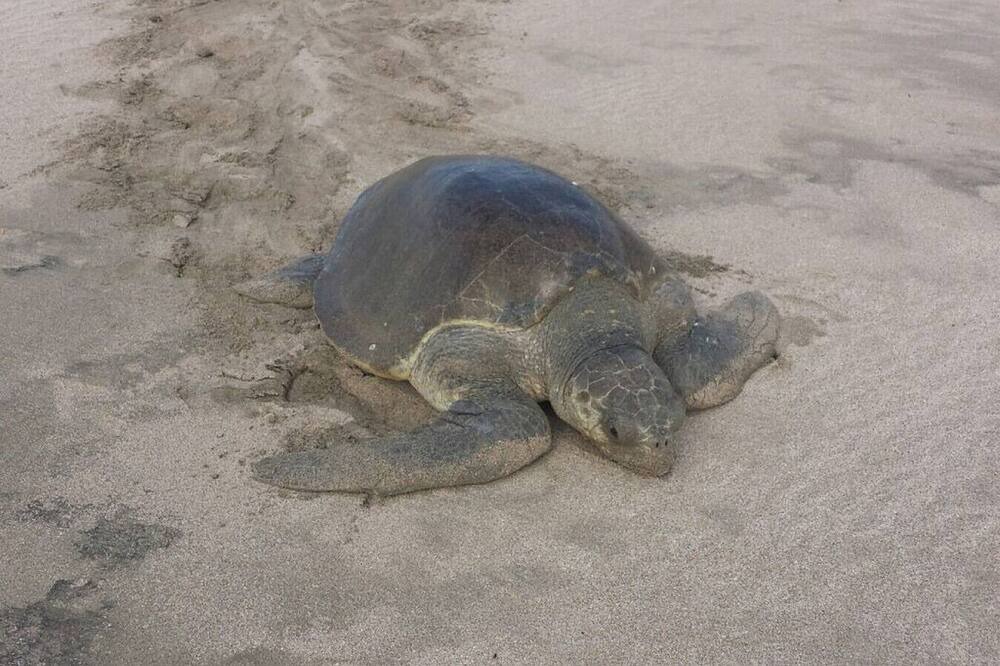 Photo of Others in Playa Colorado