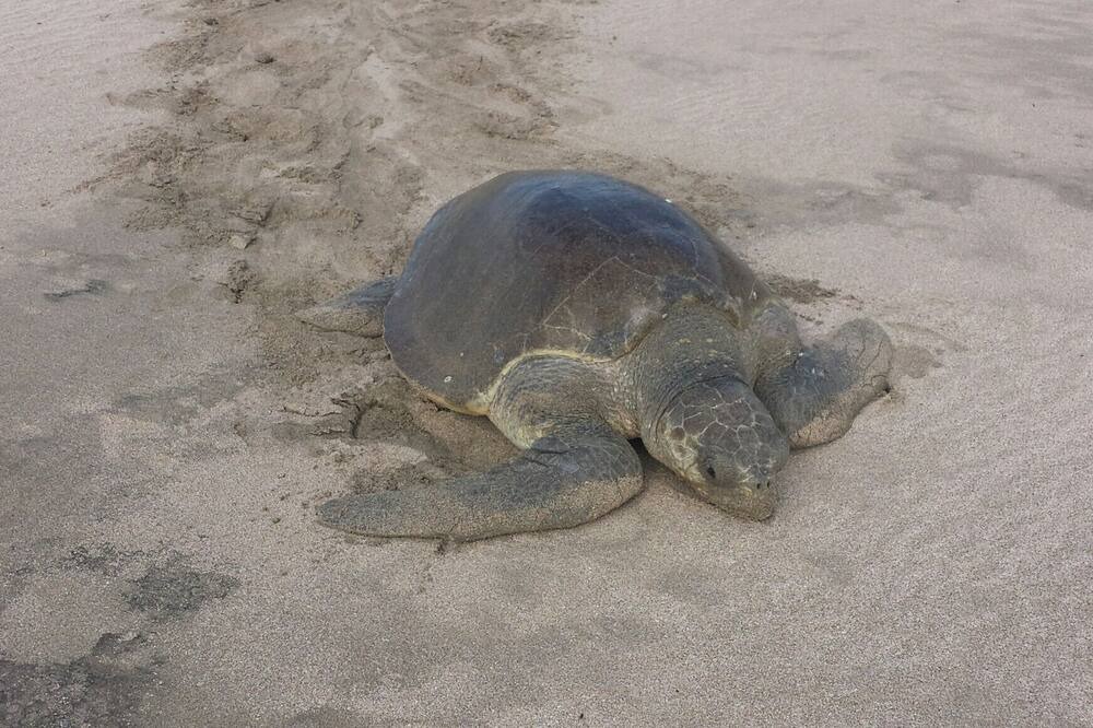 Photo of Others in Playa Colorado