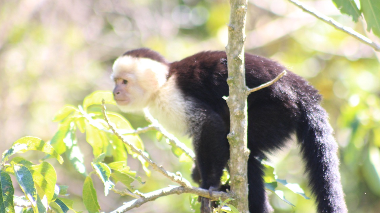 Photo of Others in Monteverde
