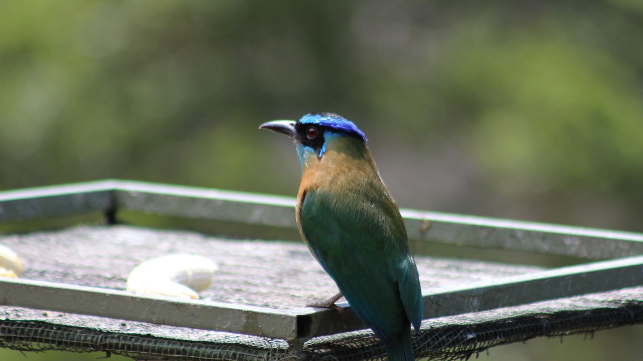 Photo of Others in Monteverde