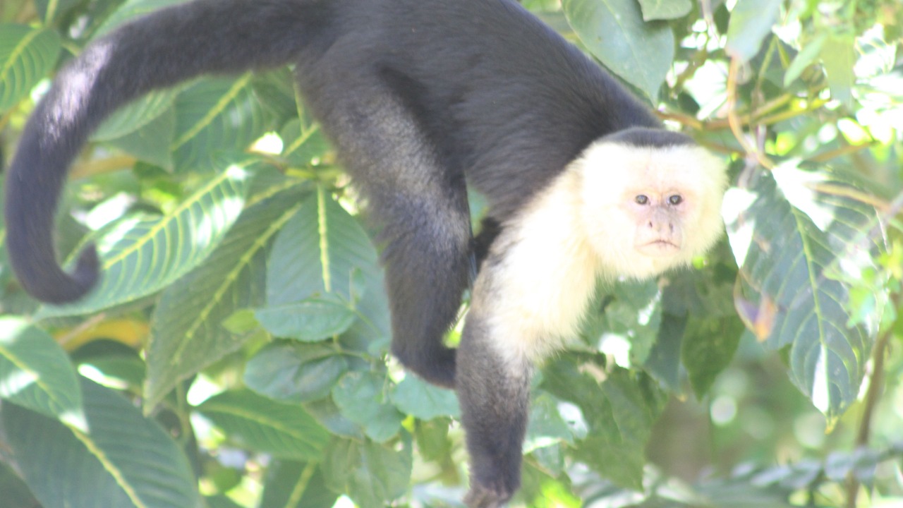 Photo of Others in Monteverde