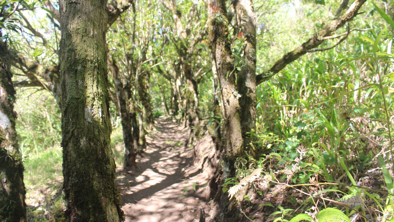 Photo of Outdoor in Monteverde