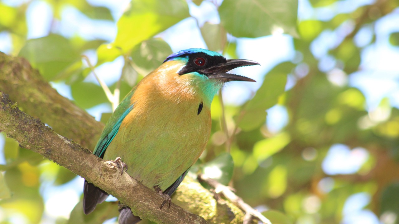 Photo of Others in Monteverde