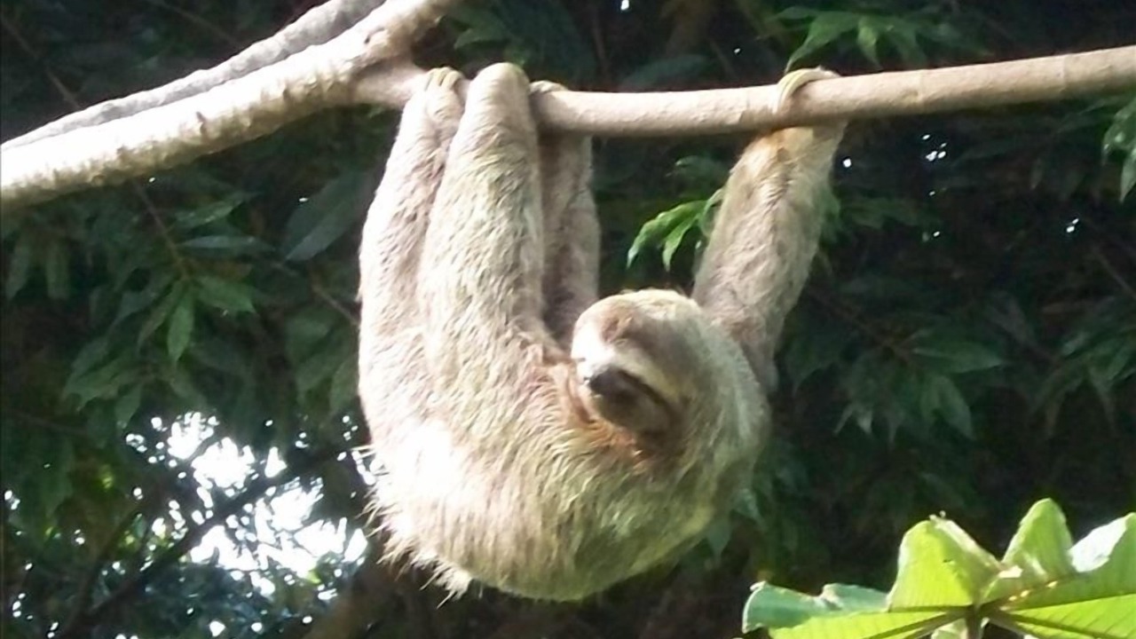 Photo of Outdoor in Dominical