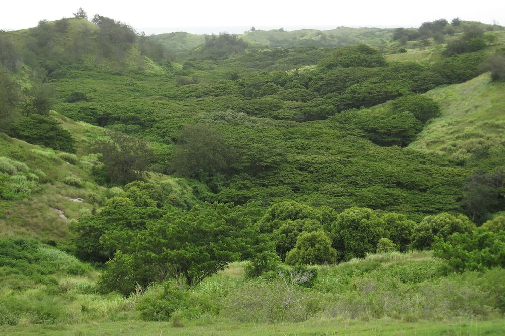 Photo of Others in Cuvu