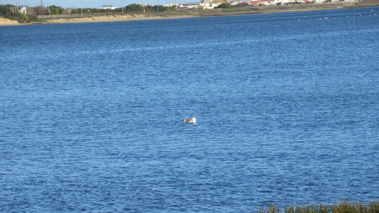 Photo of Outdoor in Gafanha do Carmo
