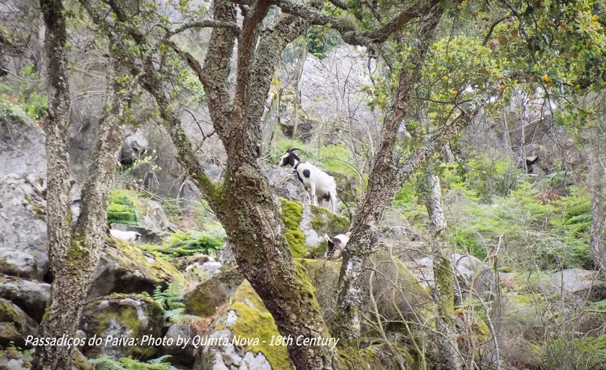 Photo of Outdoor in Arouca