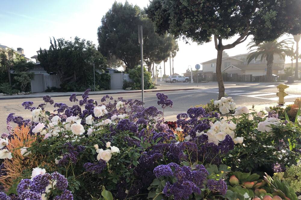 Photo of Outdoor in Carpinteria