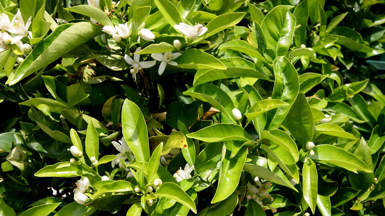 Photo of Outdoor in Torres Vedras