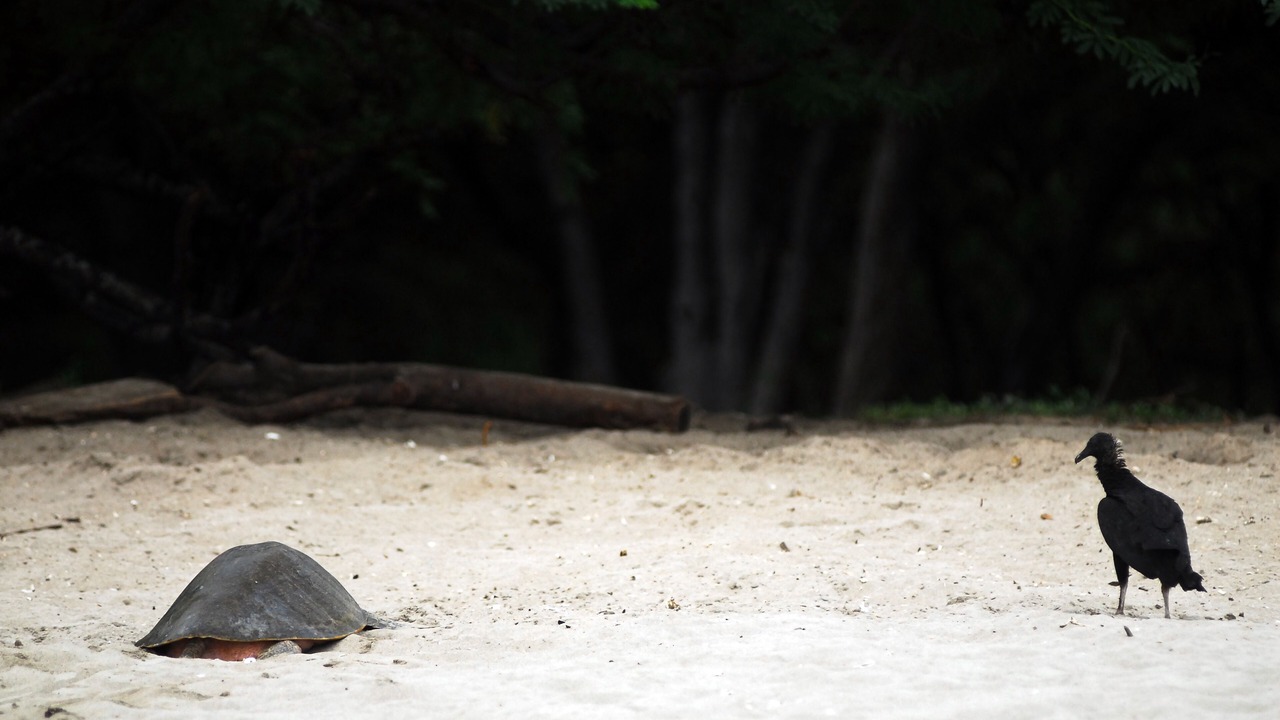 Photo of Others in Playa El Coco